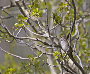 House Wren 1605